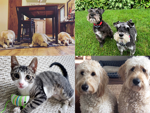 Collage of images featuring three pictures of dogs and one picture of a kitten.